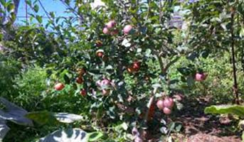 Fruit Salad bearing Tree in Garden of Eden