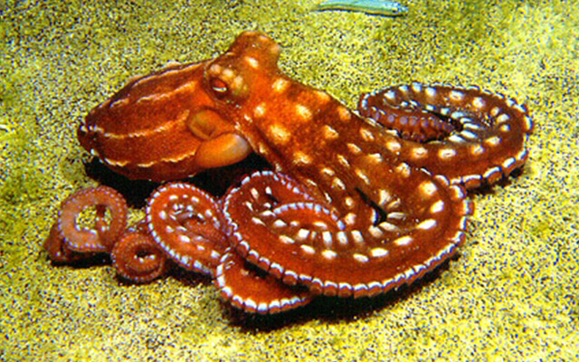 Scientists declare that octopuses are aliens