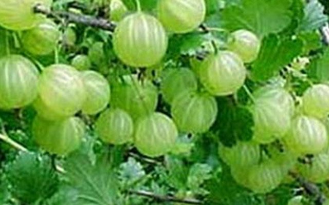 Health benefits of Gooseberry