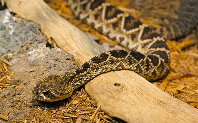 Snake selfie costs man his hand