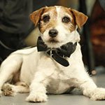 Uggie, Rest in Peace!