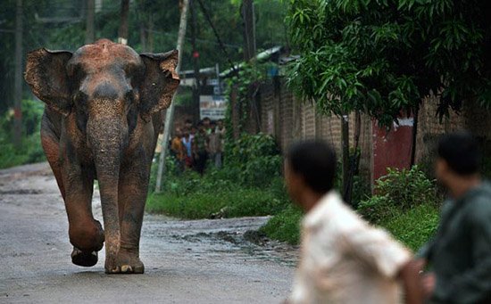 Elephant scares Guwahati, Assam