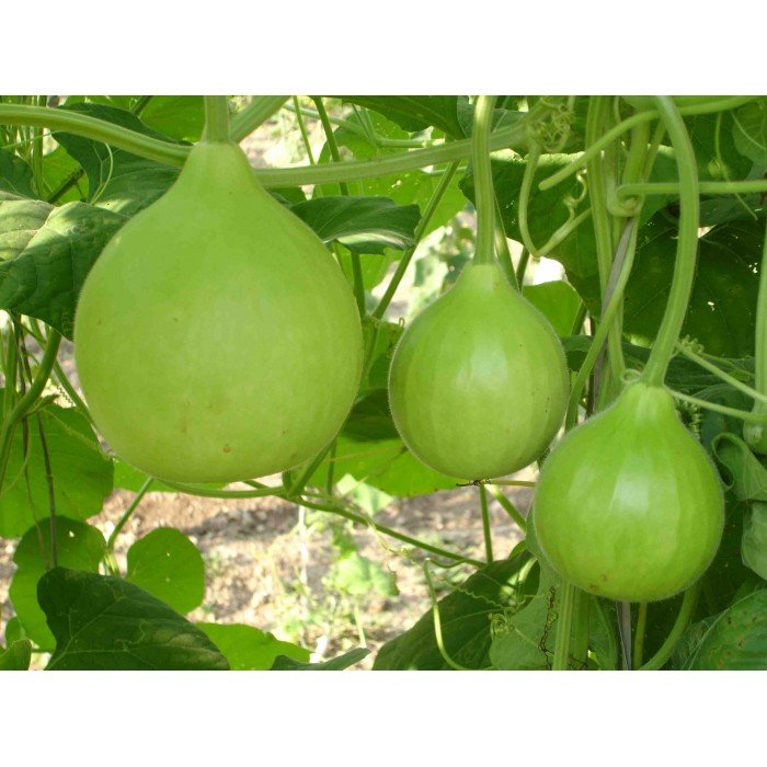 7 amazing benefits of bottle gourd!