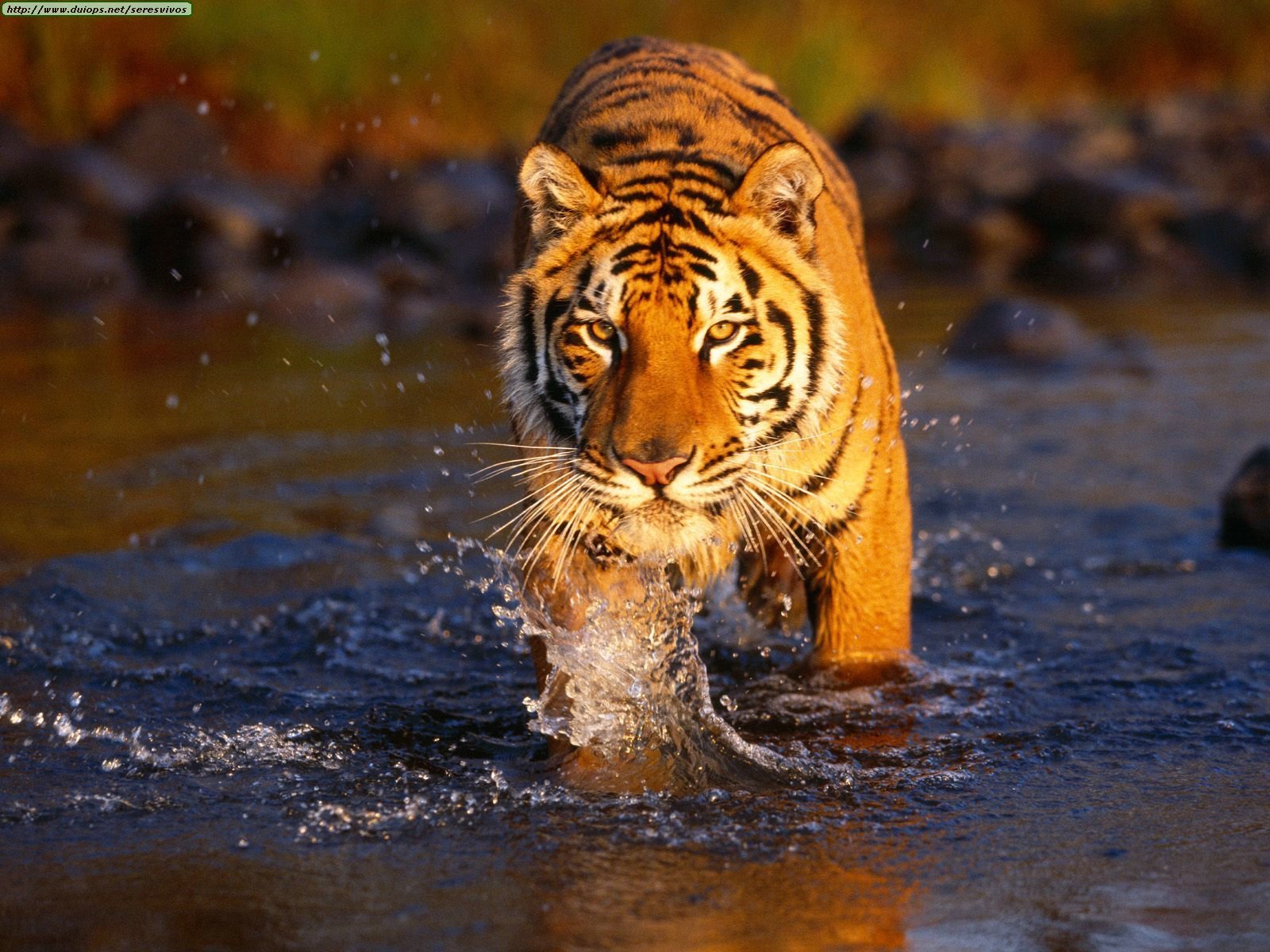 Most of the Indian Tigers are out of protected areas!