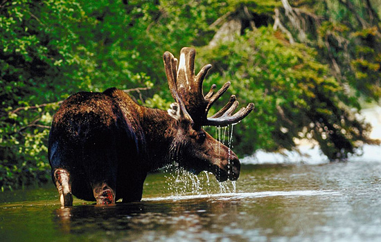 Now trains with wildlife paintings!