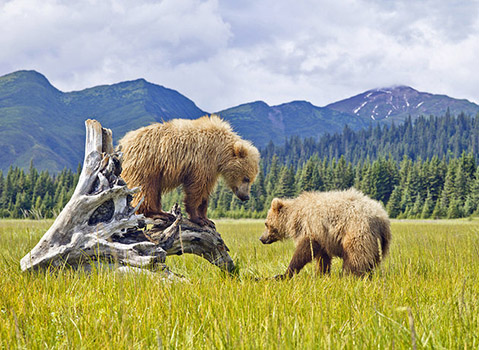 Mount Denali restored, an Artic way of life