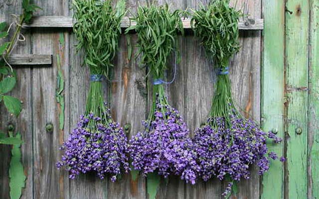 Benefits of Lavender, One World News