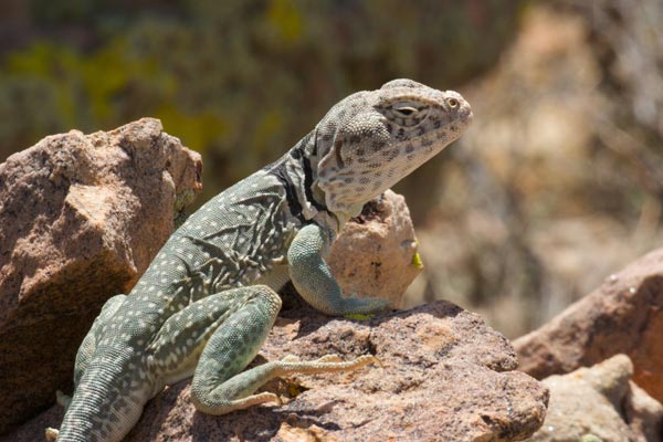 A new type of Lizard discovered in Chattisgarh