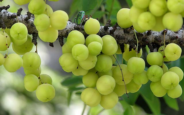 Gooseberries: Powerful Anti Stress fruits-OneWorldNews