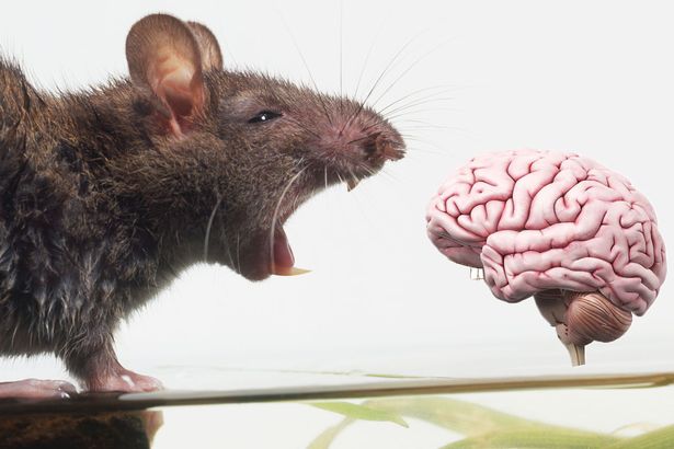 Virtual rat brain created!-OneWorldNews