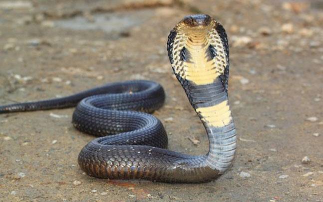 Stay away from my wife! A man sent live snake to his wife's colleague - OneWorldNews