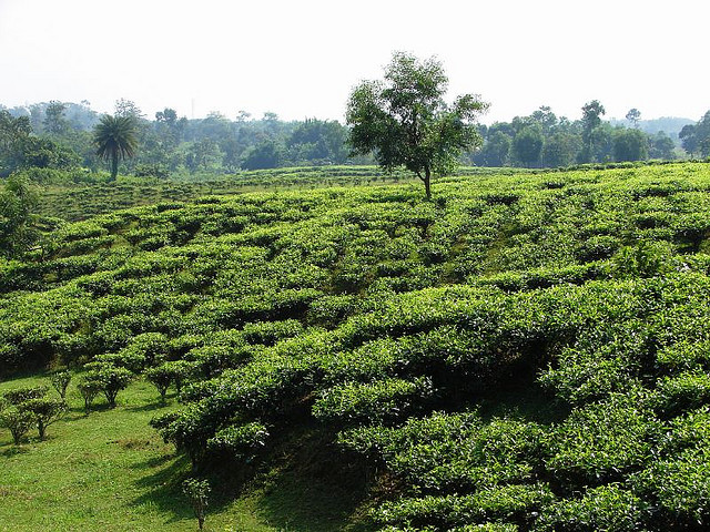 Peace restores Tripura tea industry