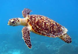 Found dead turtles on the Puri beach