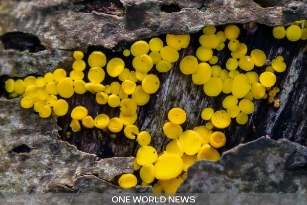 Yellow Fungus