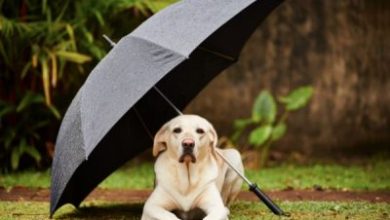 paw buddies in monsoon season