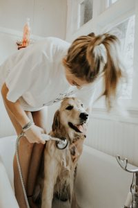 Paw Buddies During Monsoon