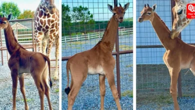 USA zoo welcomes an extremely rare spotless giraffe