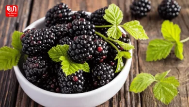 Health Benefits Of Boysenberry