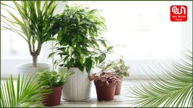 Indoor Plants