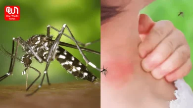 Signs Of Dengue Fever