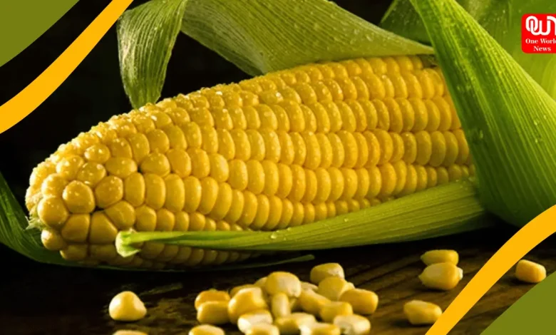 sweet corn benefits