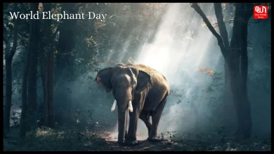 World Elephant Day