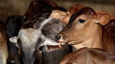 Special Puja Rituals Ordered at UP Cow Shelters for Govardhan Puja