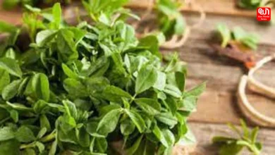 Nature's Remedies 5 Medicinal Leaves to Help Reduce High Cholesterol Naturally