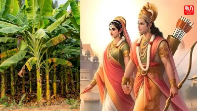 Vivah Panchami 2024 Understanding the Significance of Worshipping the Banana Tree