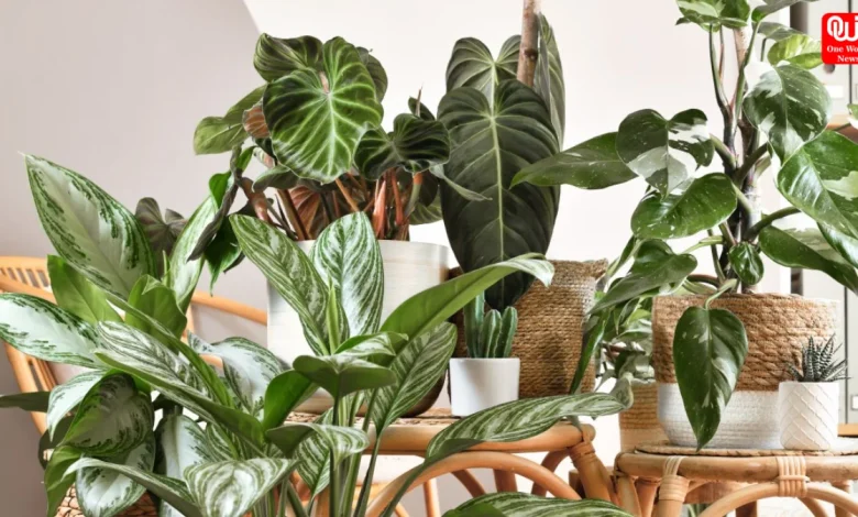 Indoor plant