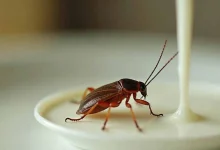 Cockroach Milk