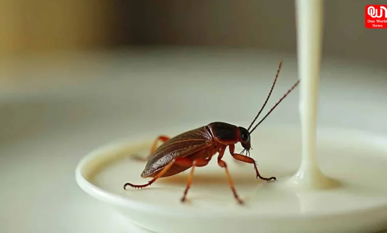 Cockroach Milk