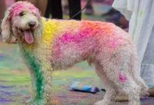 Holi