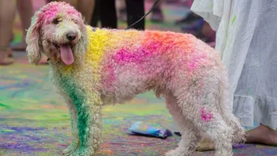 Holi