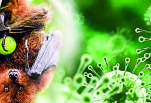 Nipah Virus