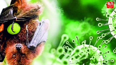 Nipah Virus