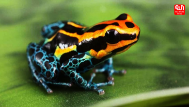 Bright Frog