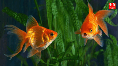 Goldfish Aquarium Prep