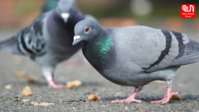 No More Pigeons