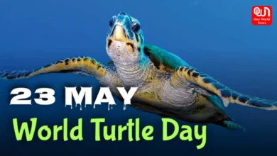 World Turtle Day