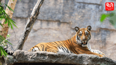 Zoo and Aquarium Month