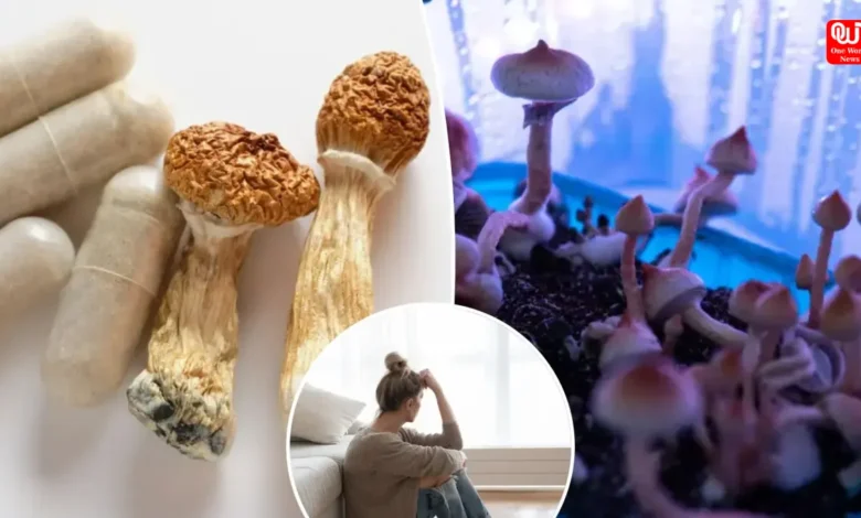 Magic Mushrooms