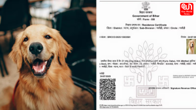 Dog Babu