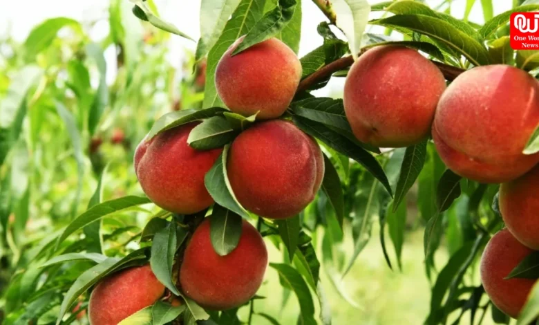 Peaches in Monsoon