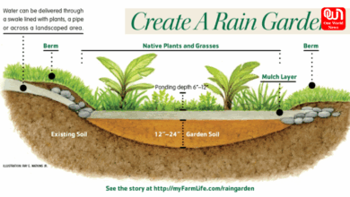 rain garden