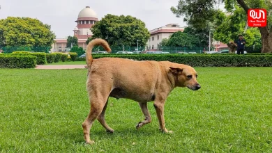 Stray Dogs Released, Supreme Court Modifies Order