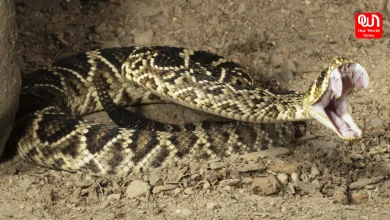 13 Deadliest Snakes