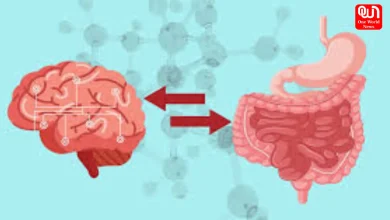 Gut-Brain Connection