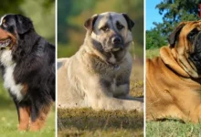 Largest Dog Breeds