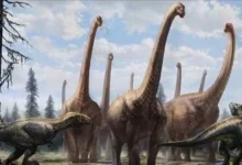 Long Neck Dinosaurs